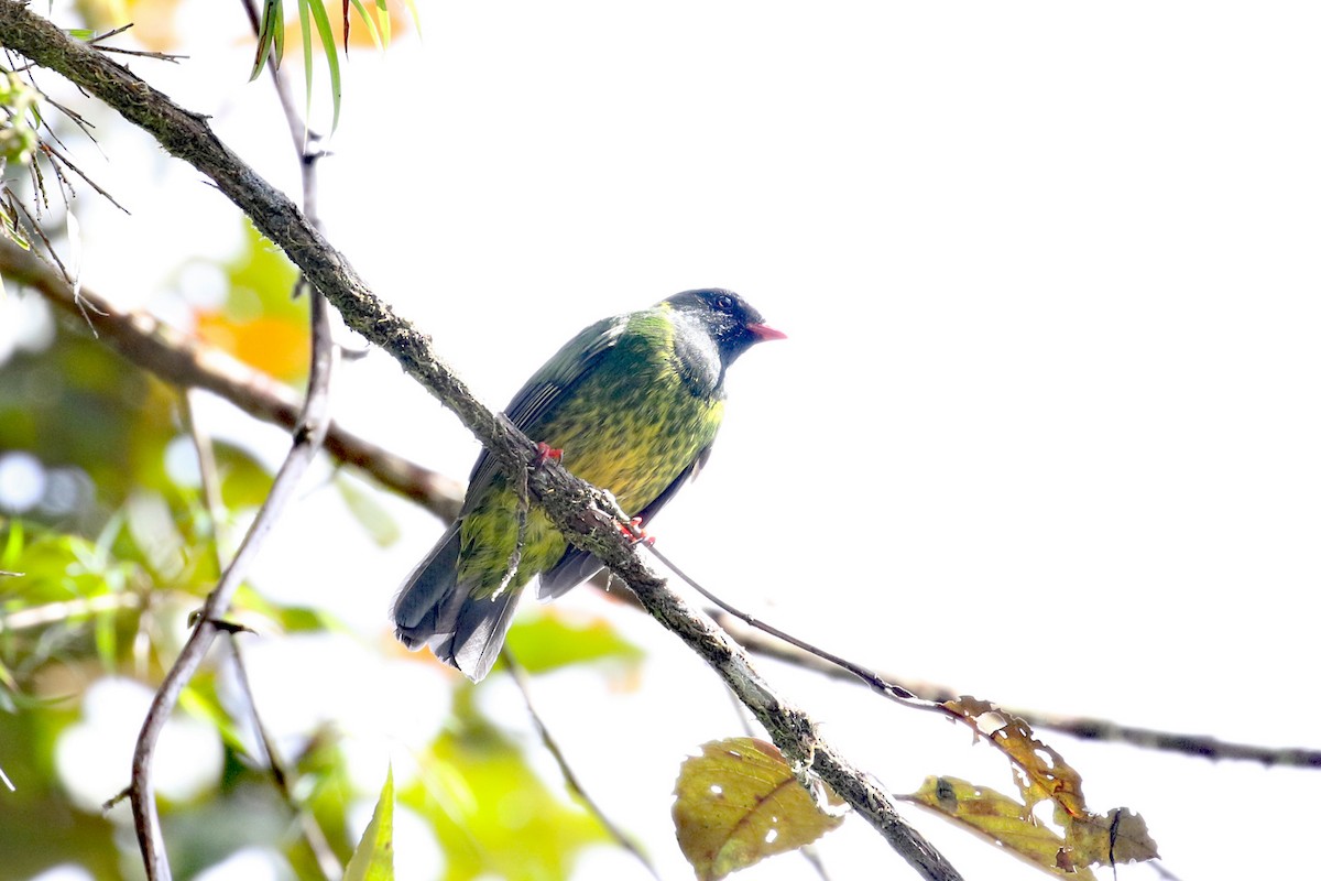 Cotinga vert et noir (groupe riefferii) - ML641161444