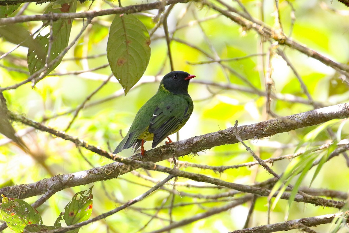 Cotinga vert et noir (groupe riefferii) - ML641161445