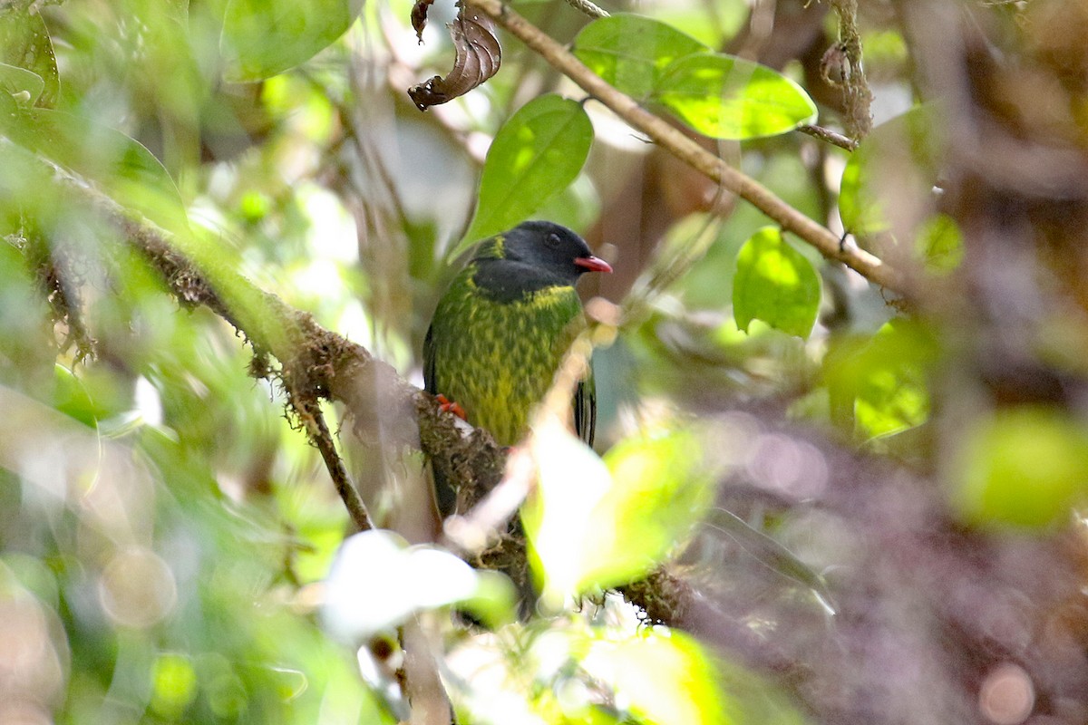 Cotinga vert et noir (groupe riefferii) - ML641161446