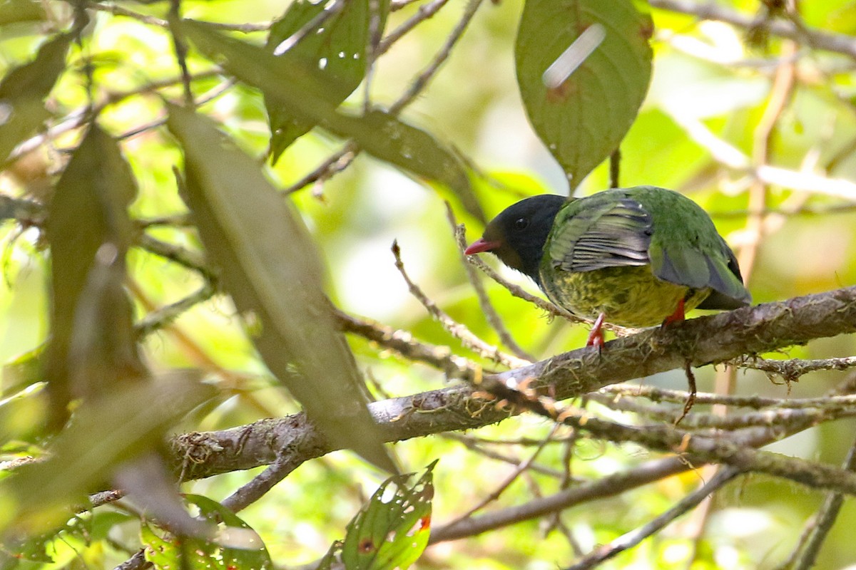 Cotinga vert et noir (groupe riefferii) - ML641161447