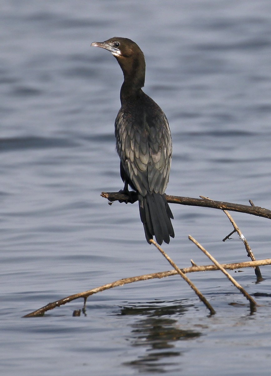 Little Cormorant - ML641161450