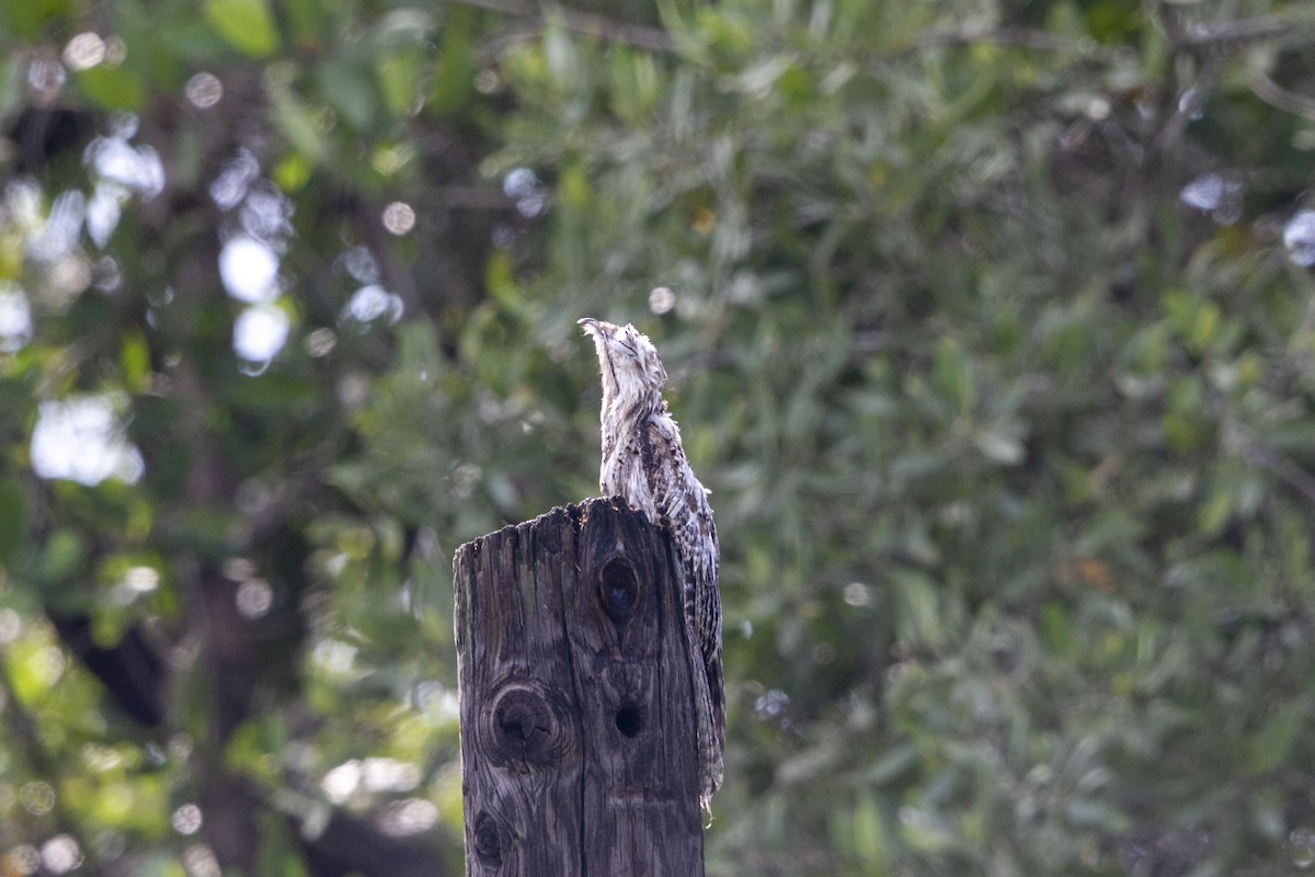 Northern Potoo - ML641161475