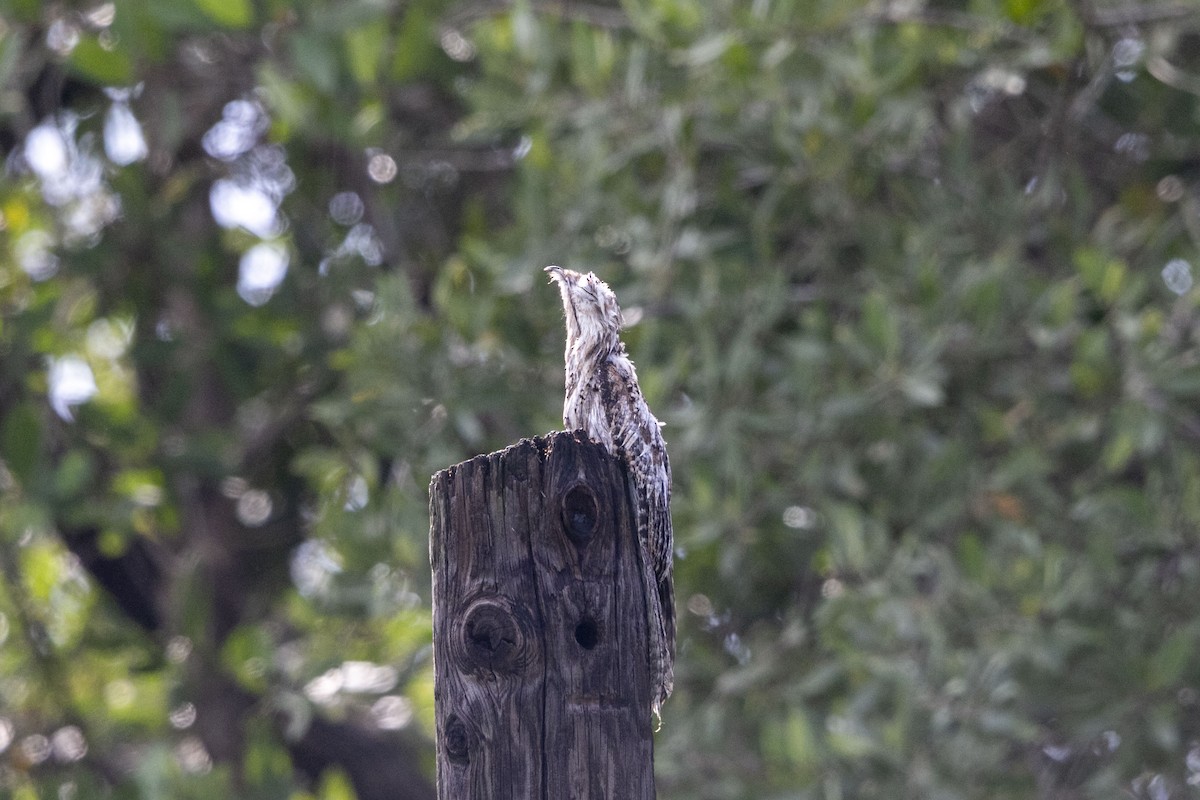 Northern Potoo - ML641161476