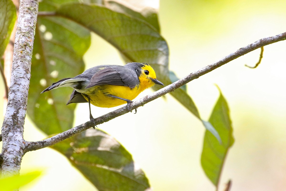 Paruline dorée (chrysops) - ML641161488