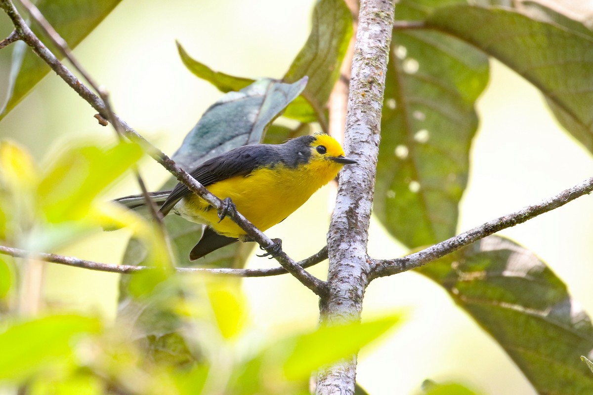 Paruline dorée (chrysops) - ML641161489