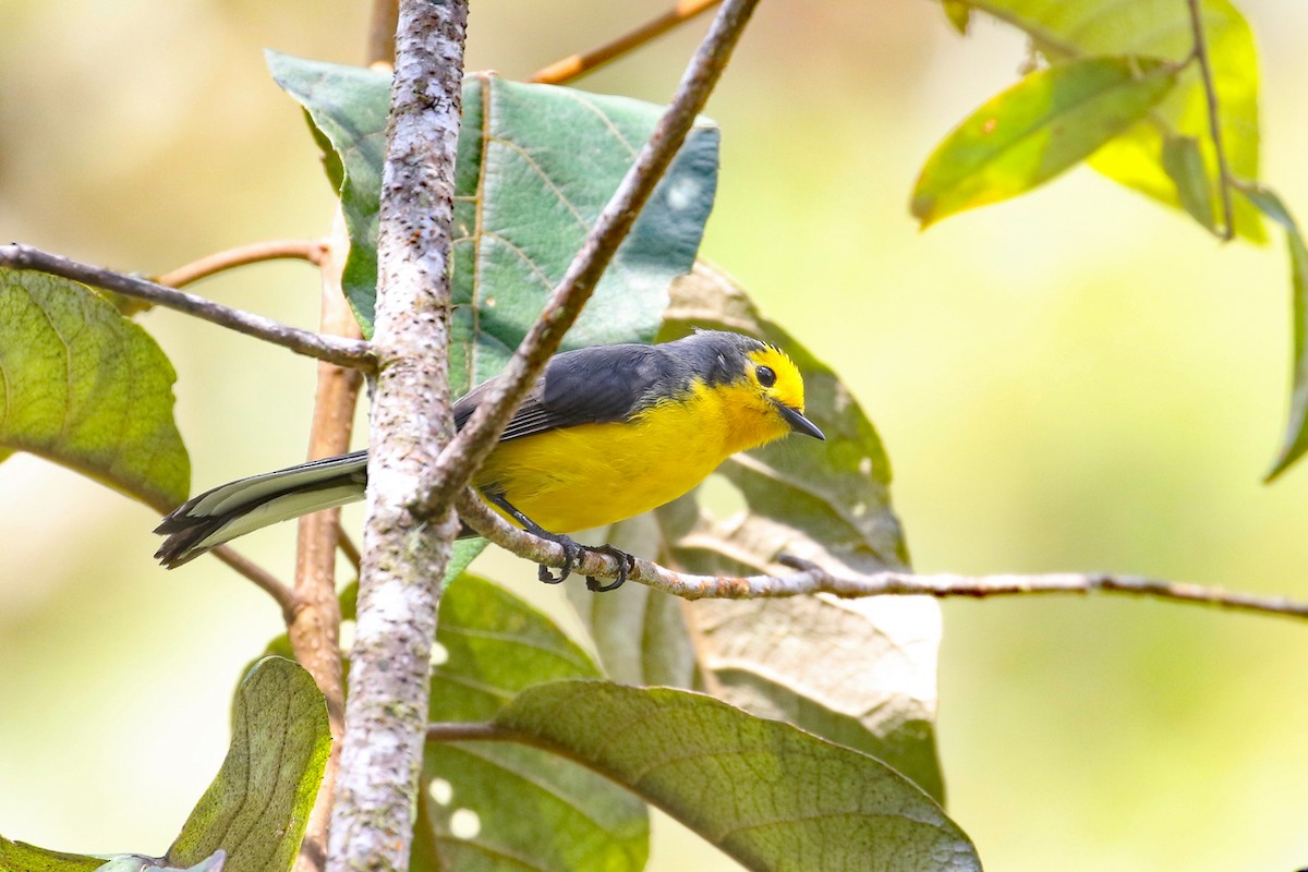 Paruline dorée (chrysops) - ML641161490