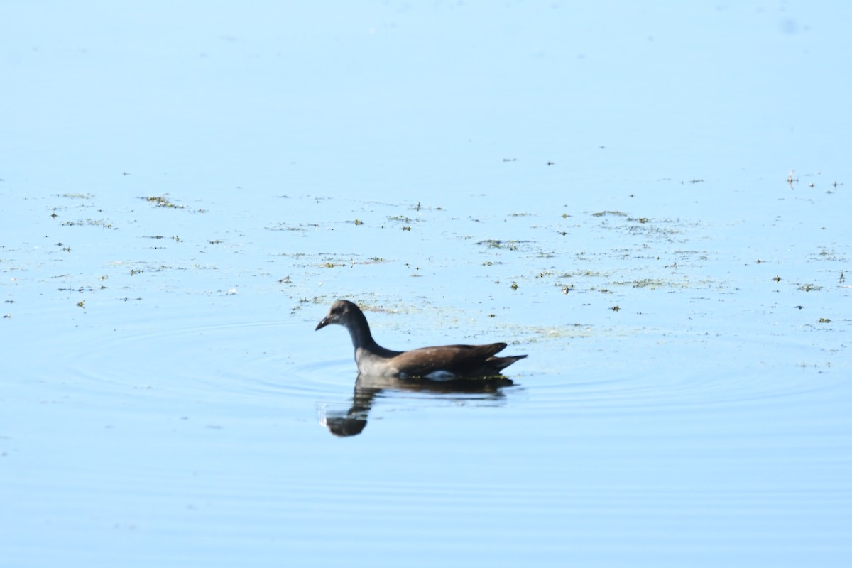 Common Gallinule - ML641161499