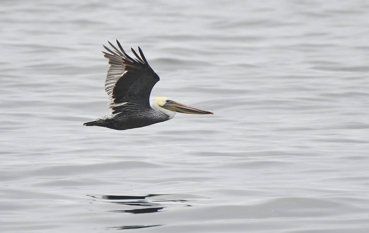 Brown Pelican - ML641161528