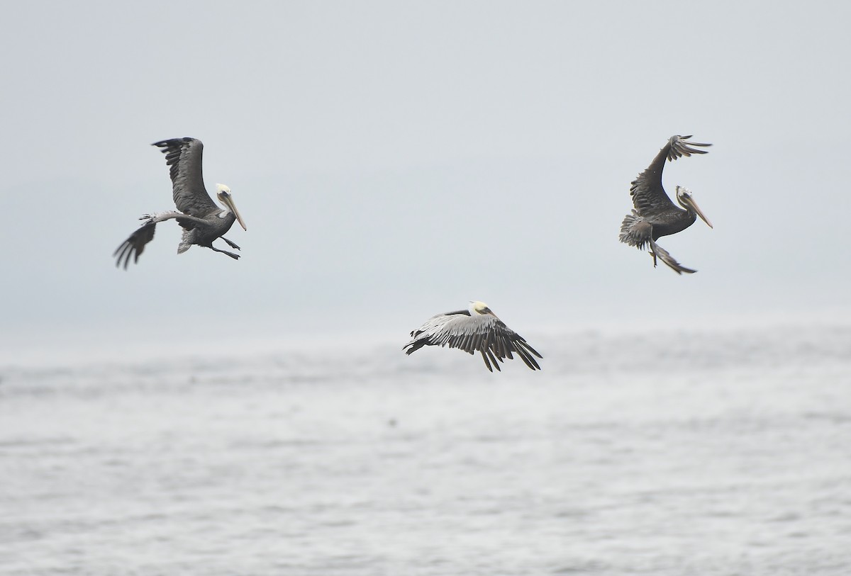Brown Pelican - ML641161529