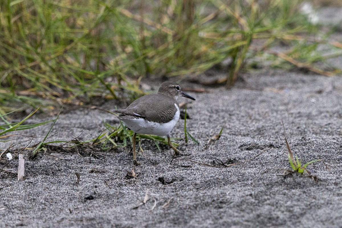 コシグロクサシギ - ML641161534