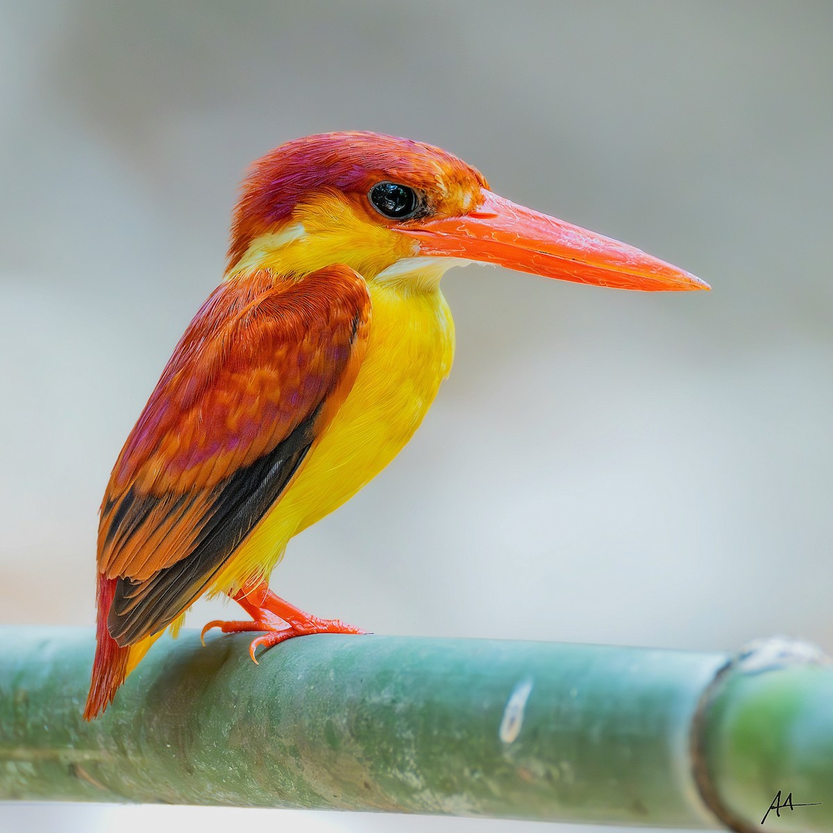 Rufous-backed Dwarf-Kingfisher - ML641161536