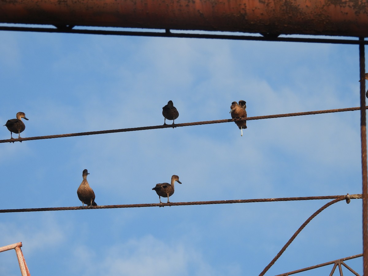 Sunda Teal - ML641161545