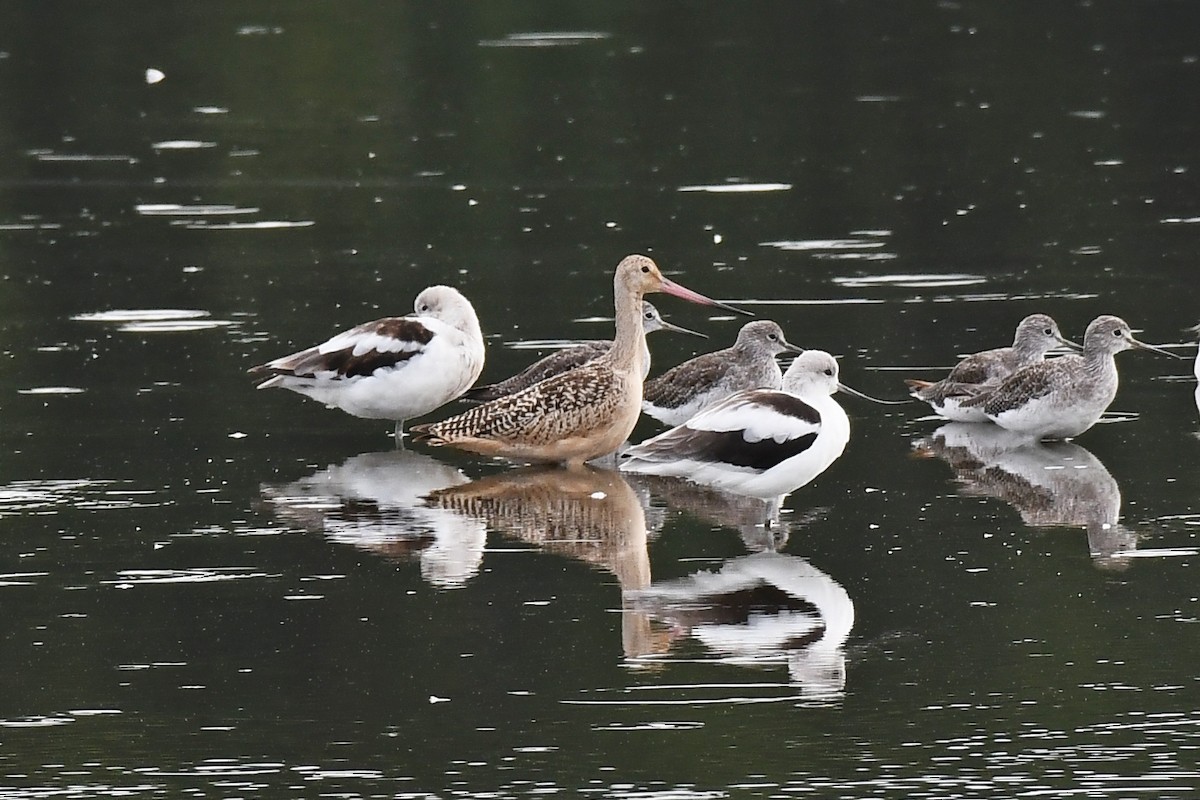 Aguja Canela - ML641161552