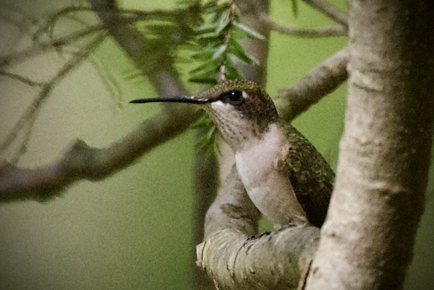 ノドアカハチドリ - ML641161560