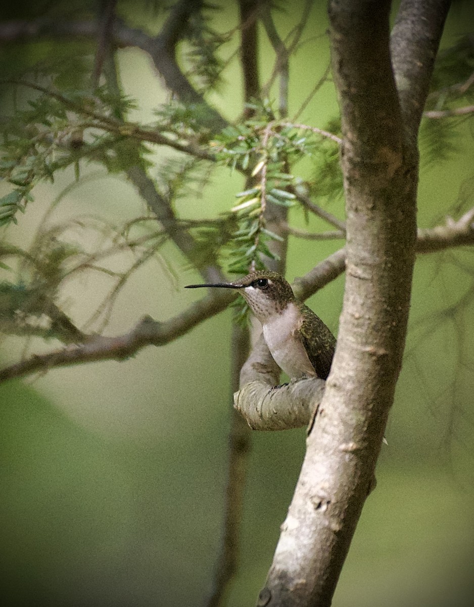 ノドアカハチドリ - ML641161561