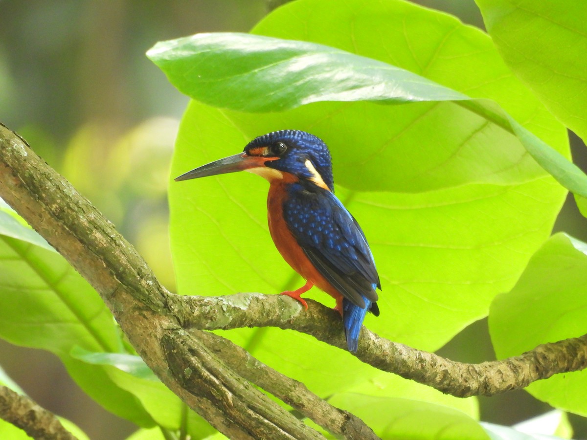 Blue-eared Kingfisher - ML641161612