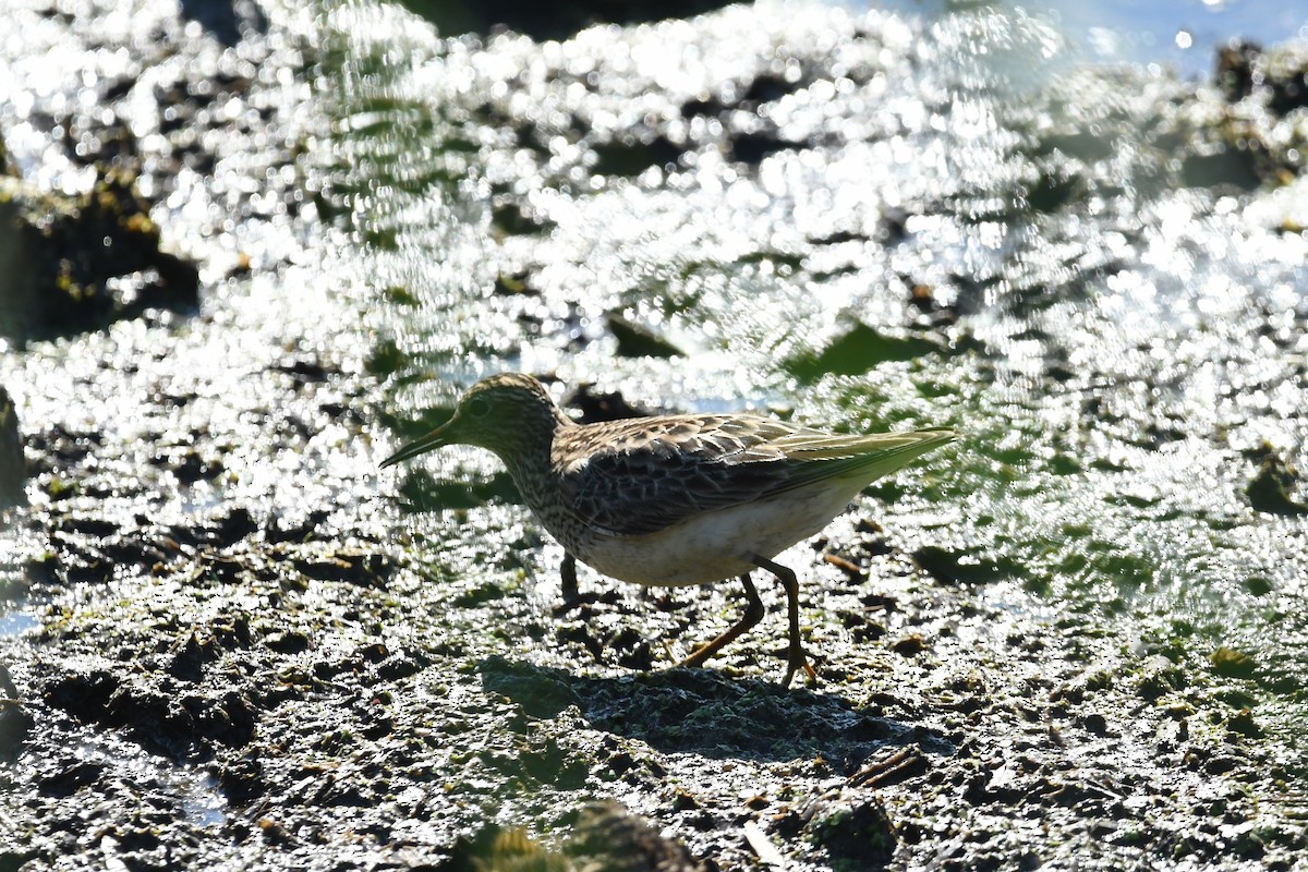 コシグロクサシギ - ML641161630
