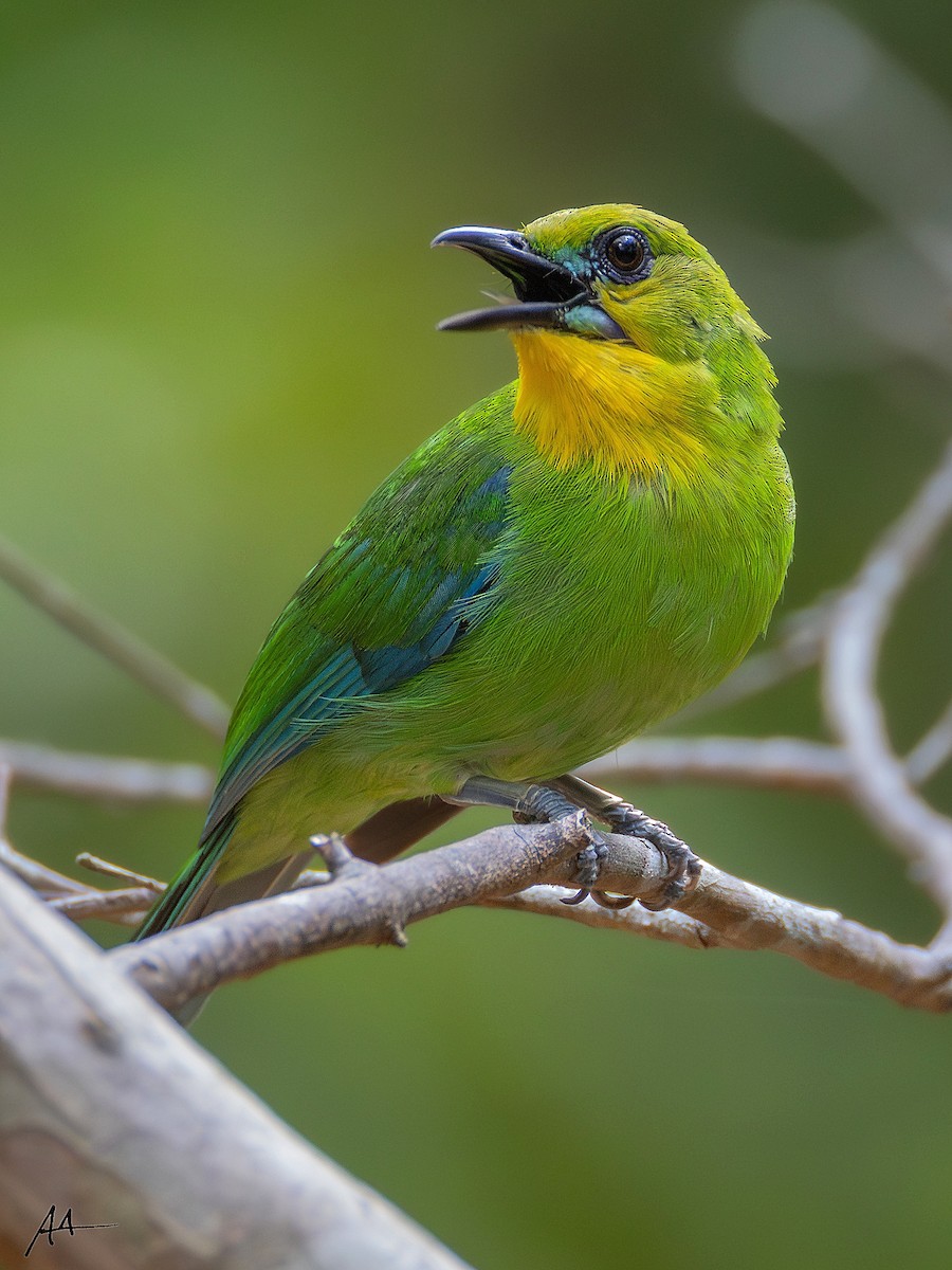 Yellow-throated Leafbird - ML641161665