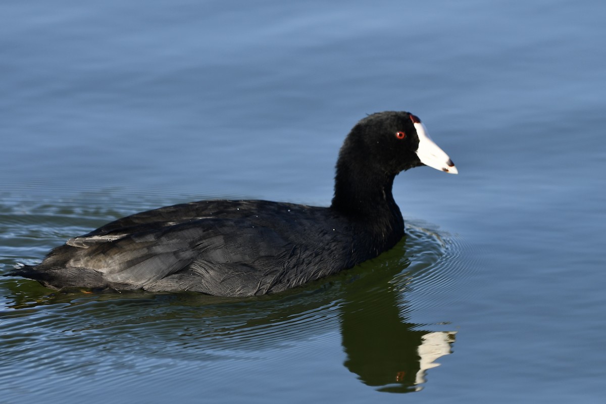 American Coot - ML641161671