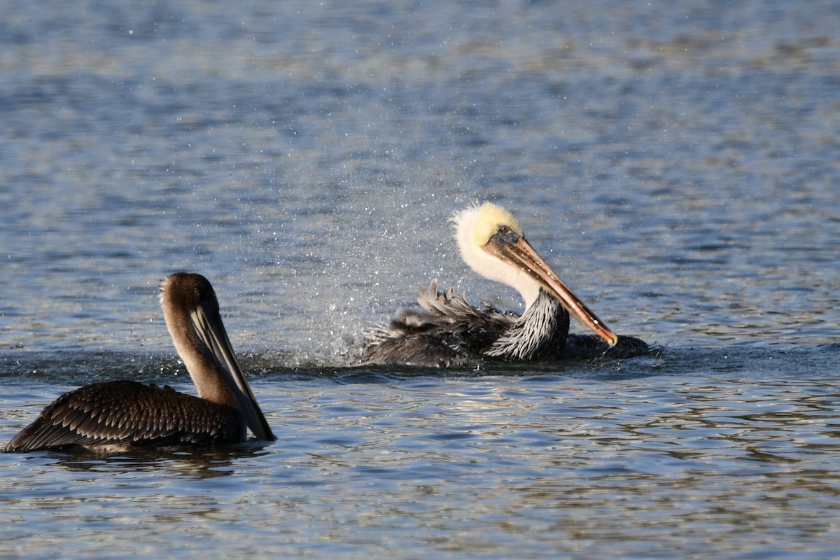 Brown Pelican - ML641161677