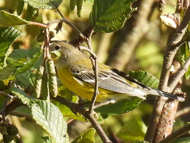 Magnolia Warbler - ML641161680