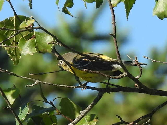 Magnolia Warbler - ML641161681