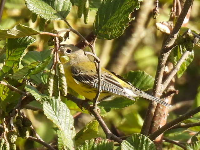Magnolia Warbler - ML641161682