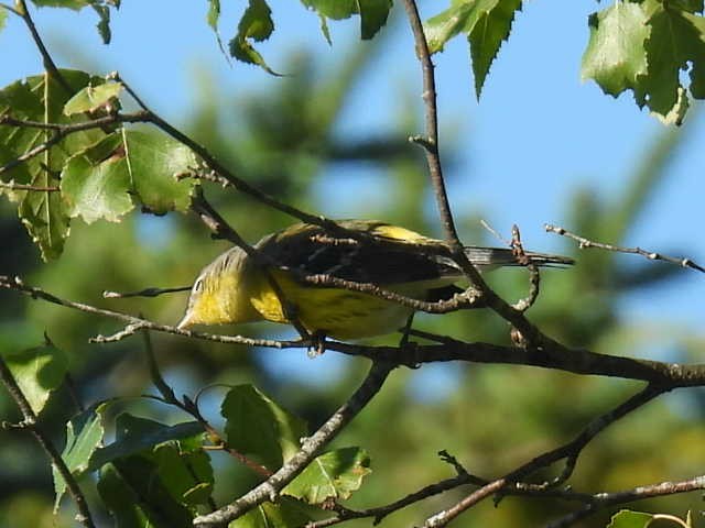 Magnolia Warbler - ML641161683