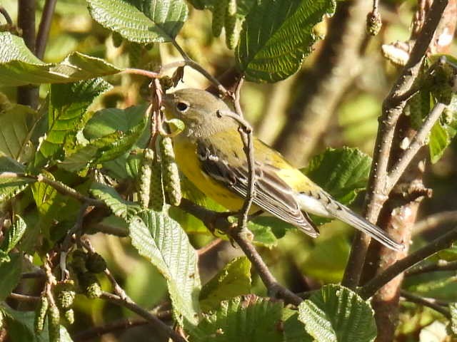 Magnolia Warbler - ML641161685