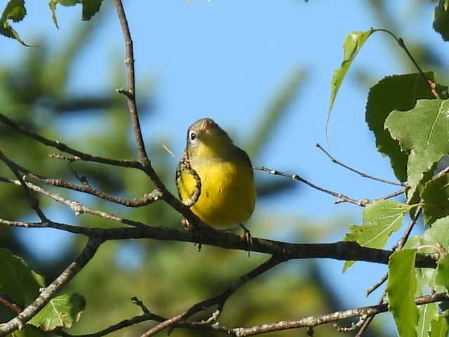 Magnolia Warbler - ML641161686