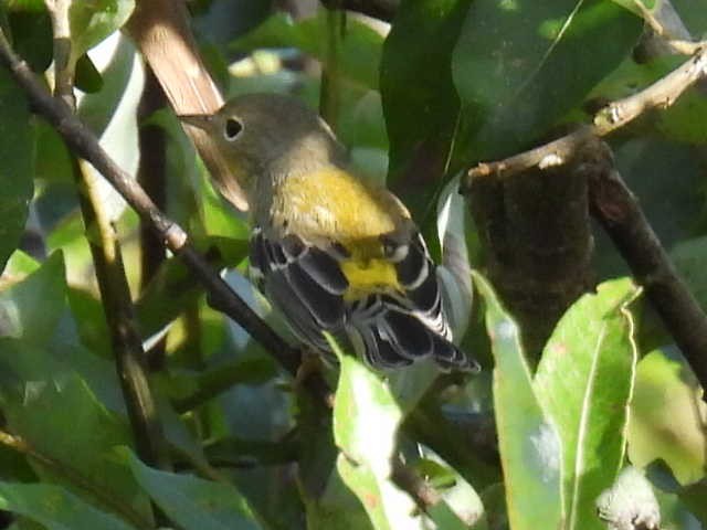 Magnolia Warbler - ML641161687