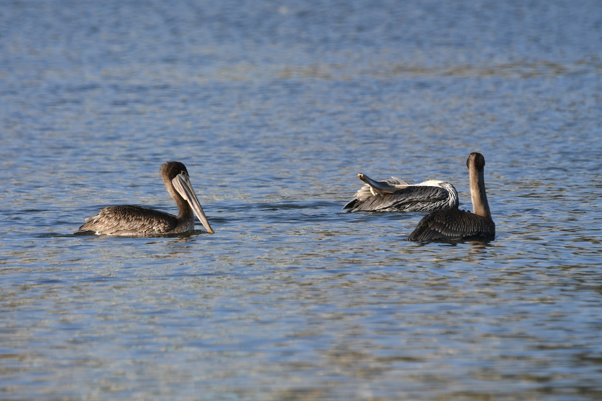 Brown Pelican - ML641161690