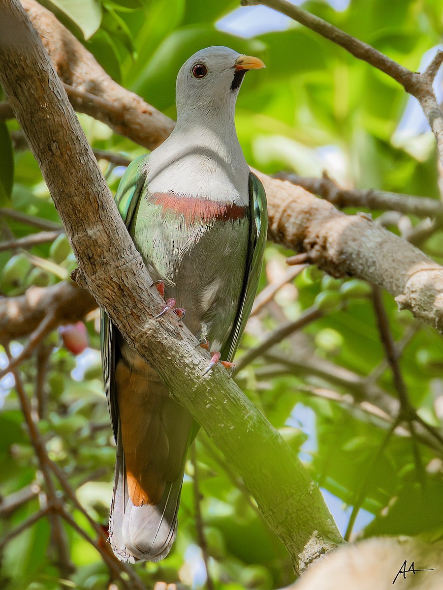 Black-chinned Fruit-Dove - ML641161694