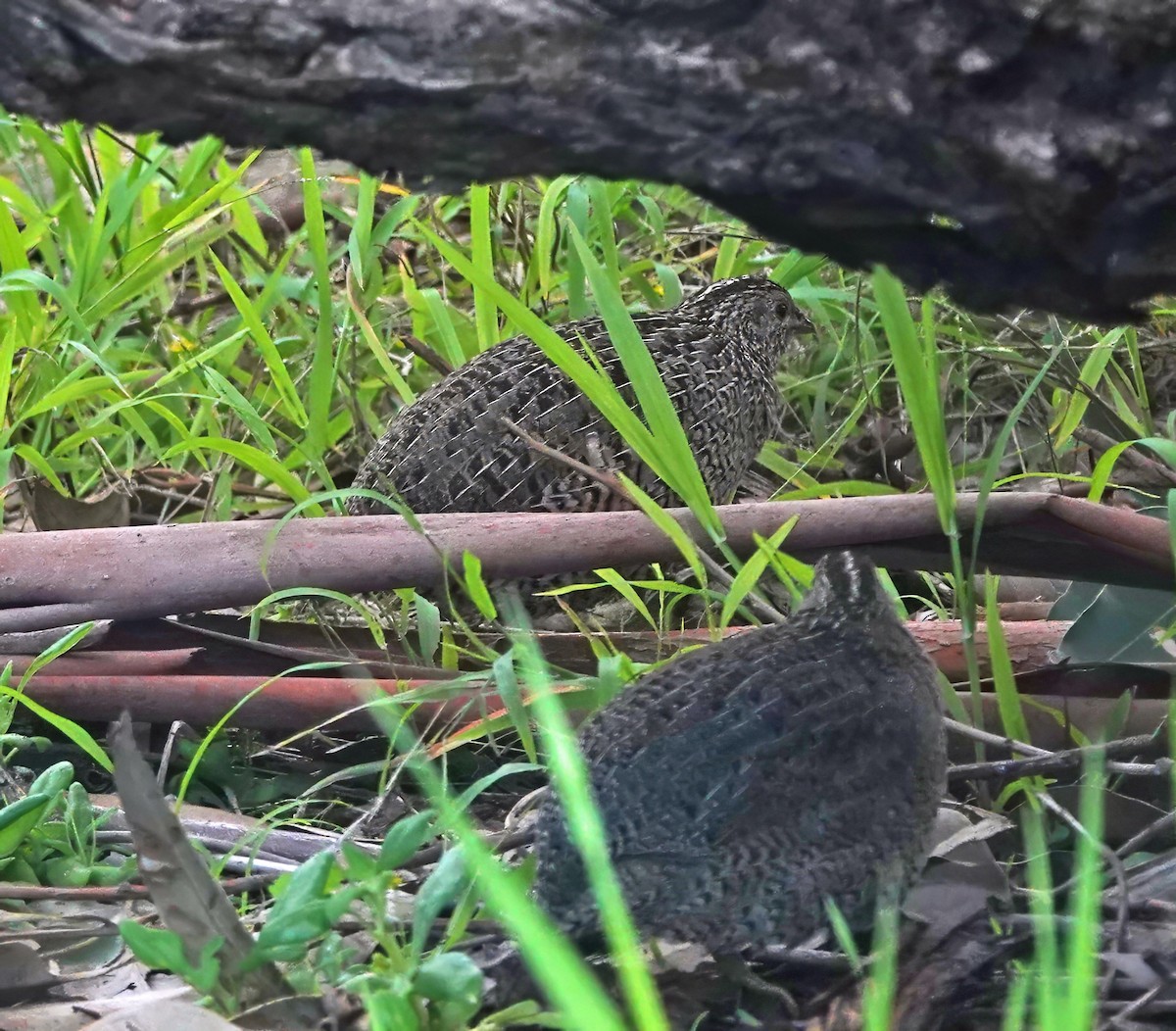 Brown Quail - ML641161716