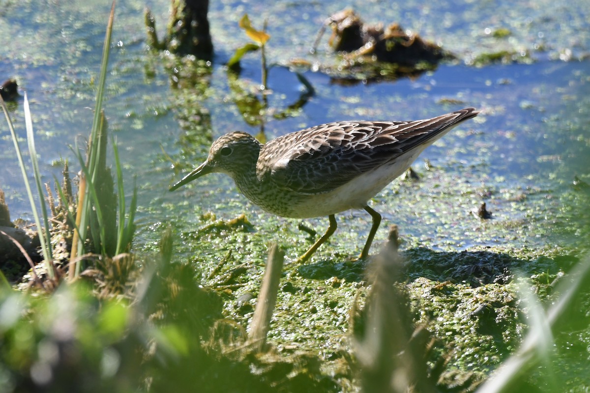 コシグロクサシギ - ML641161720
