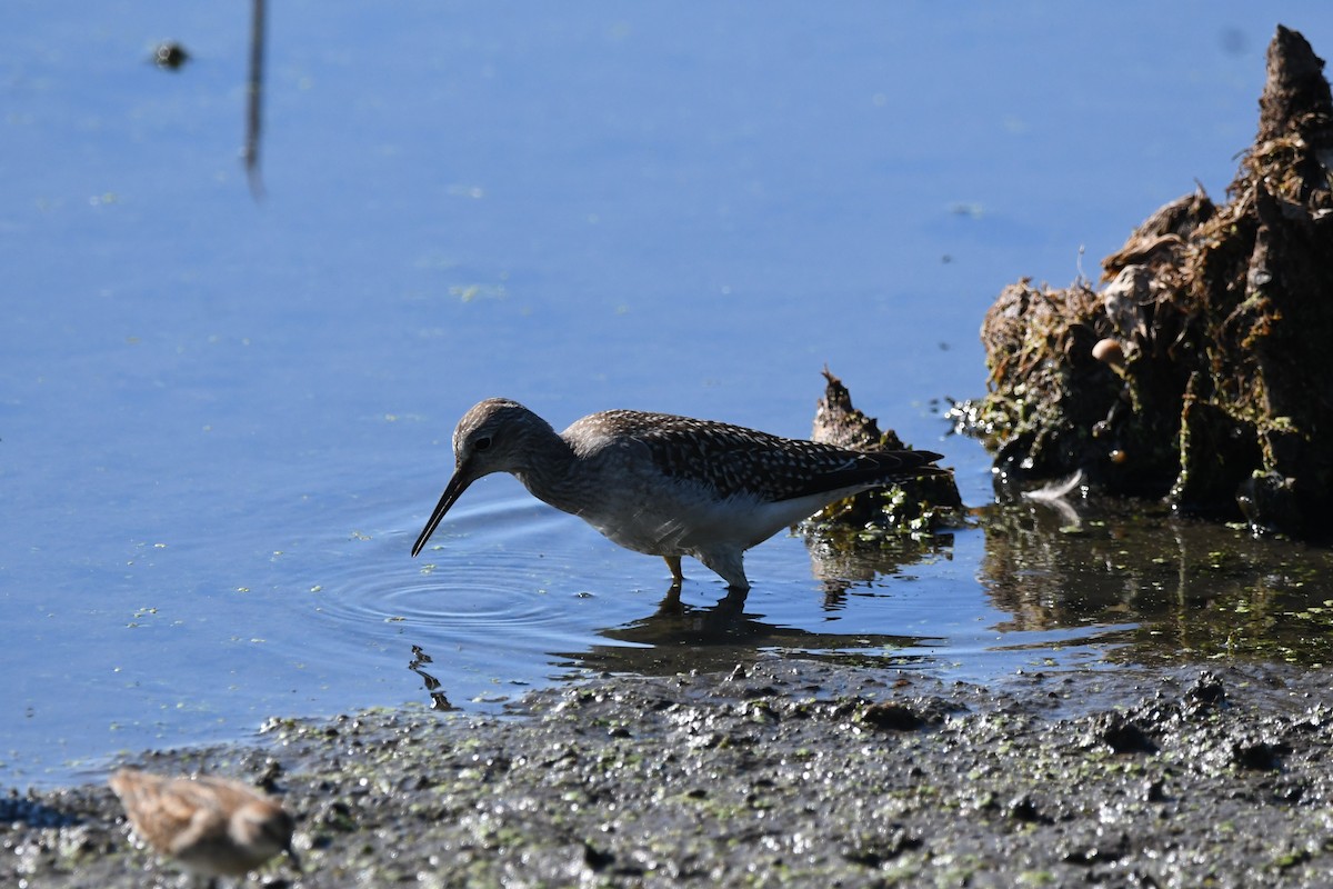 Greater Yellowlegs - ML641161747