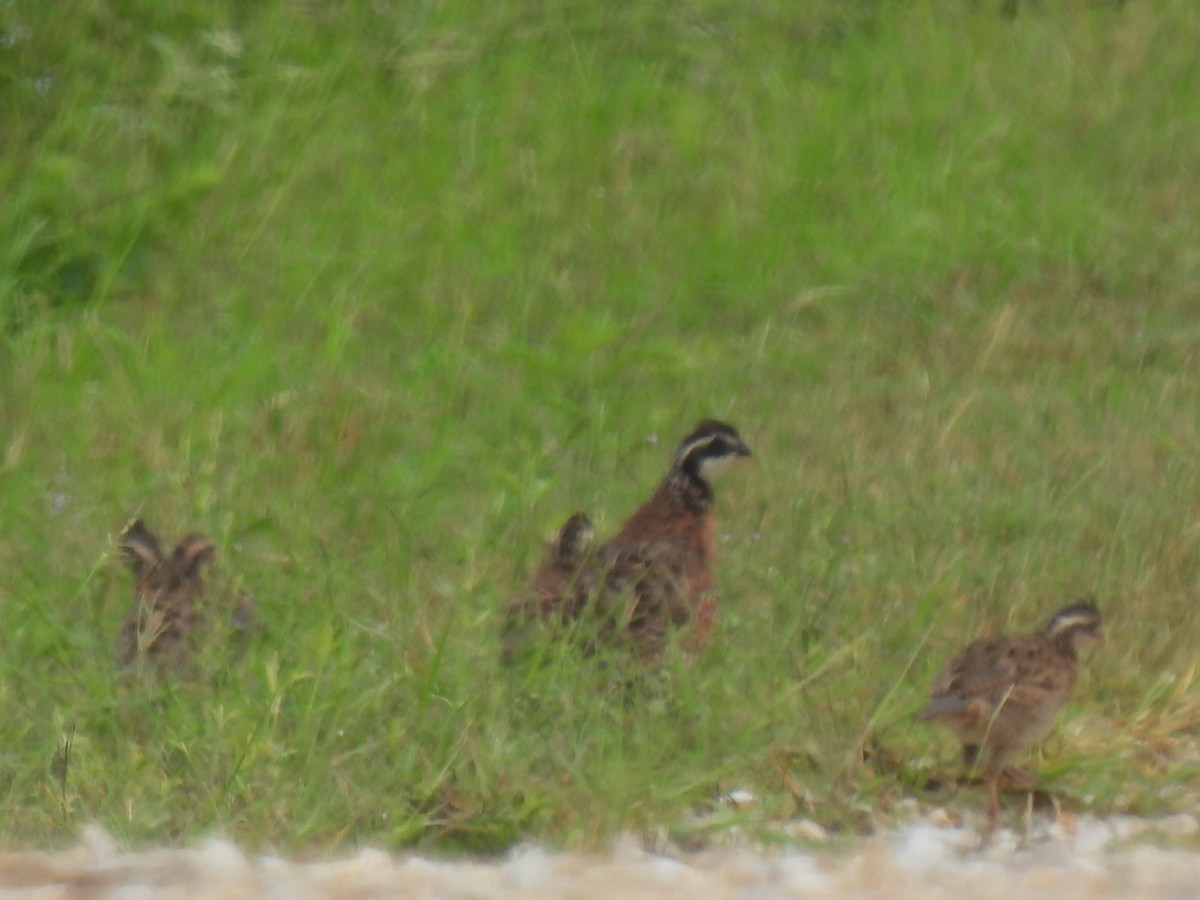Northern Bobwhite - ML641161752