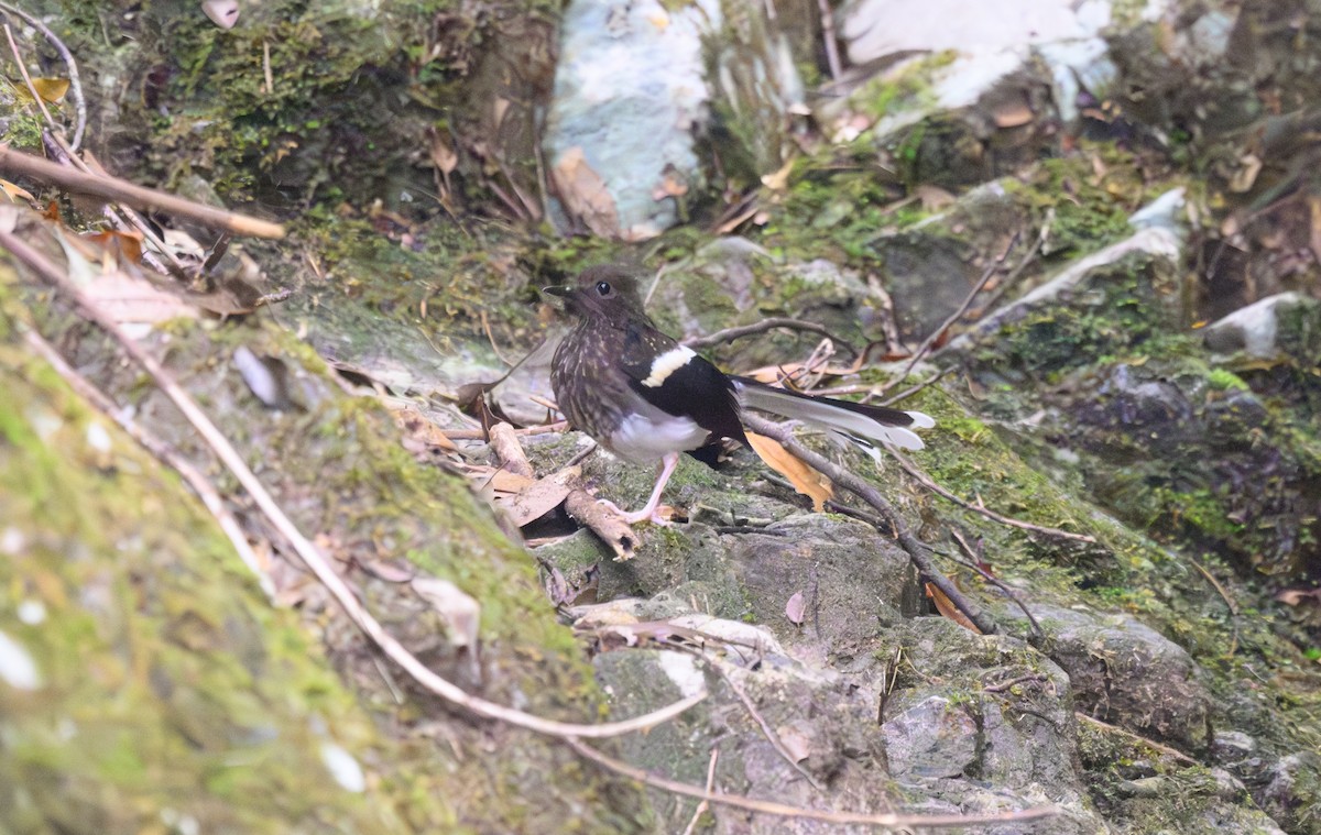 Spotted Forktail - ML641161770
