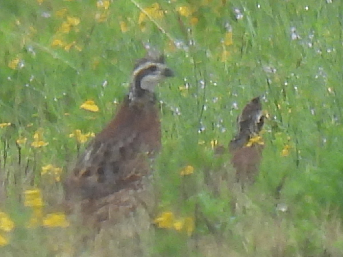 Northern Bobwhite - ML641161775