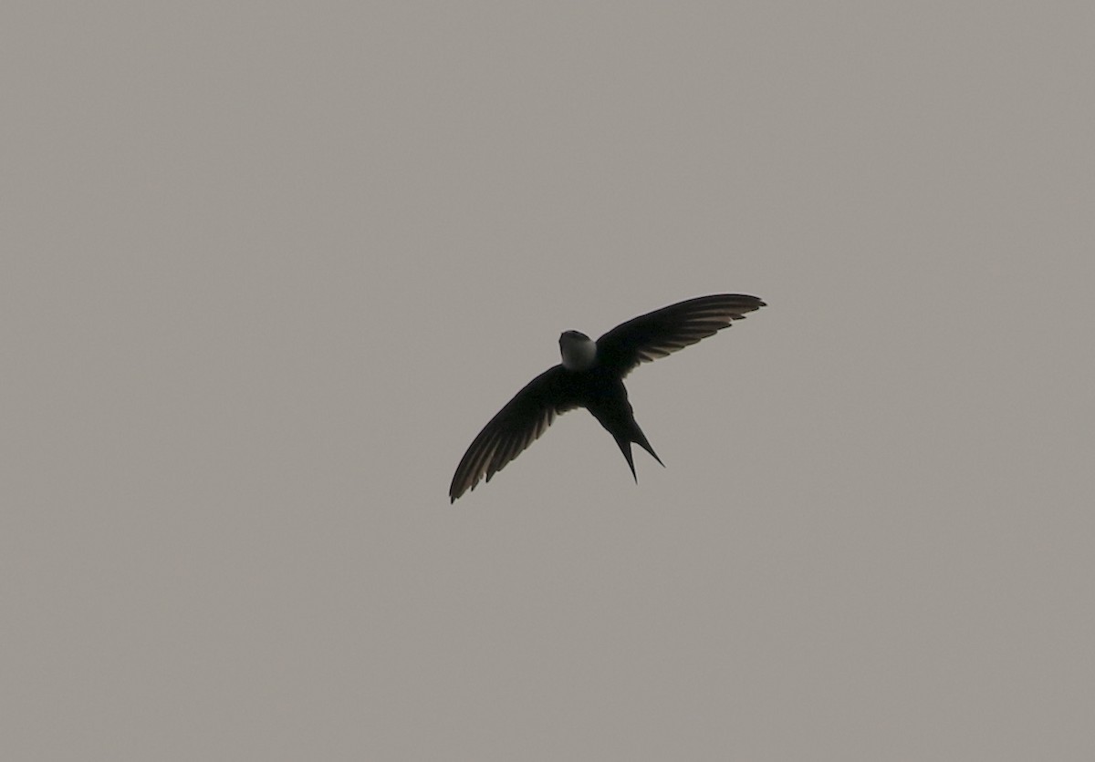 Lesser Swallow-tailed Swift - ML641161776