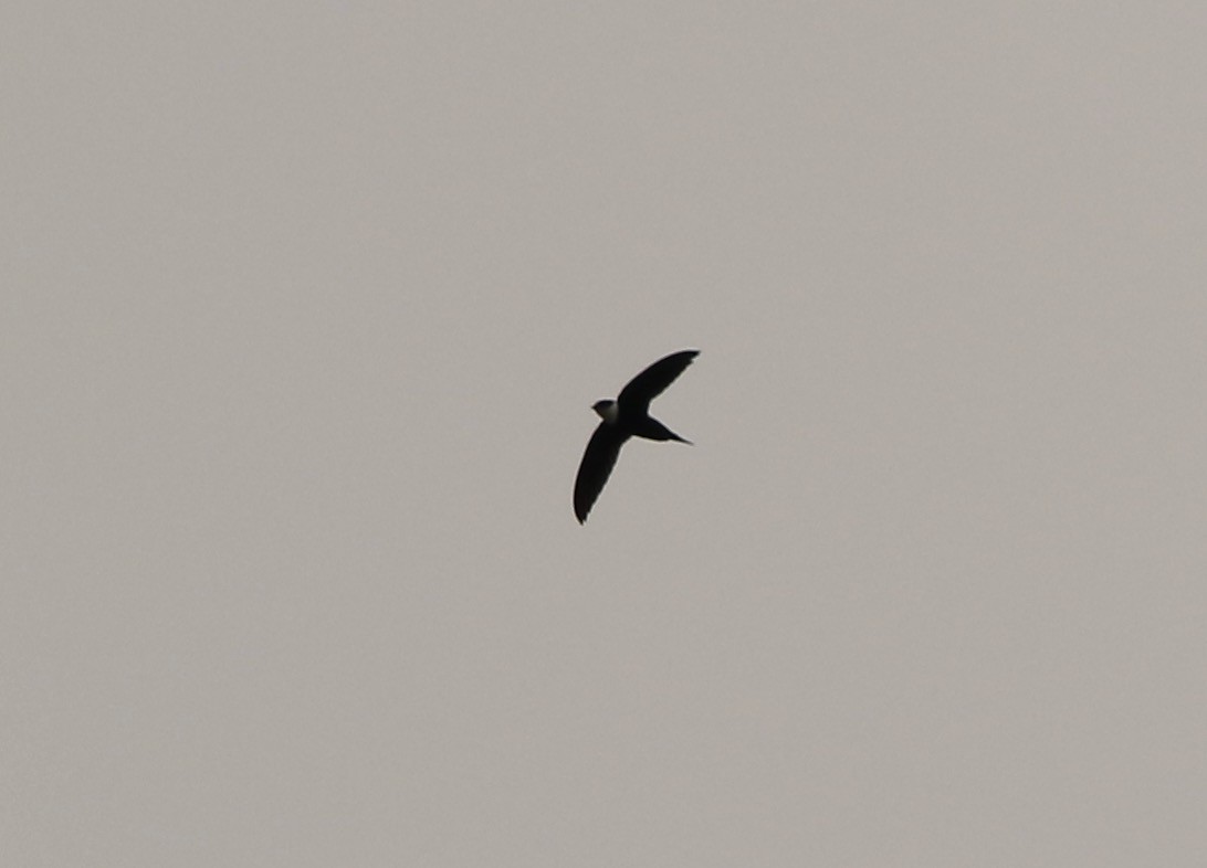 Lesser Swallow-tailed Swift - ML641161777