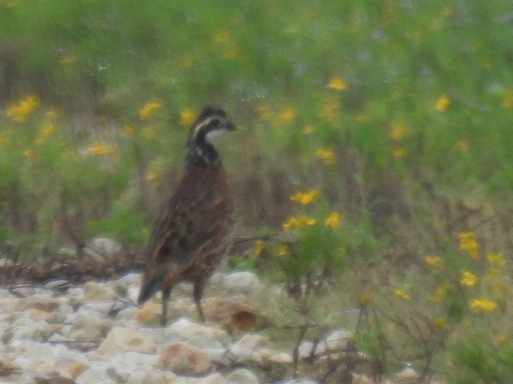 Northern Bobwhite - ML641161782