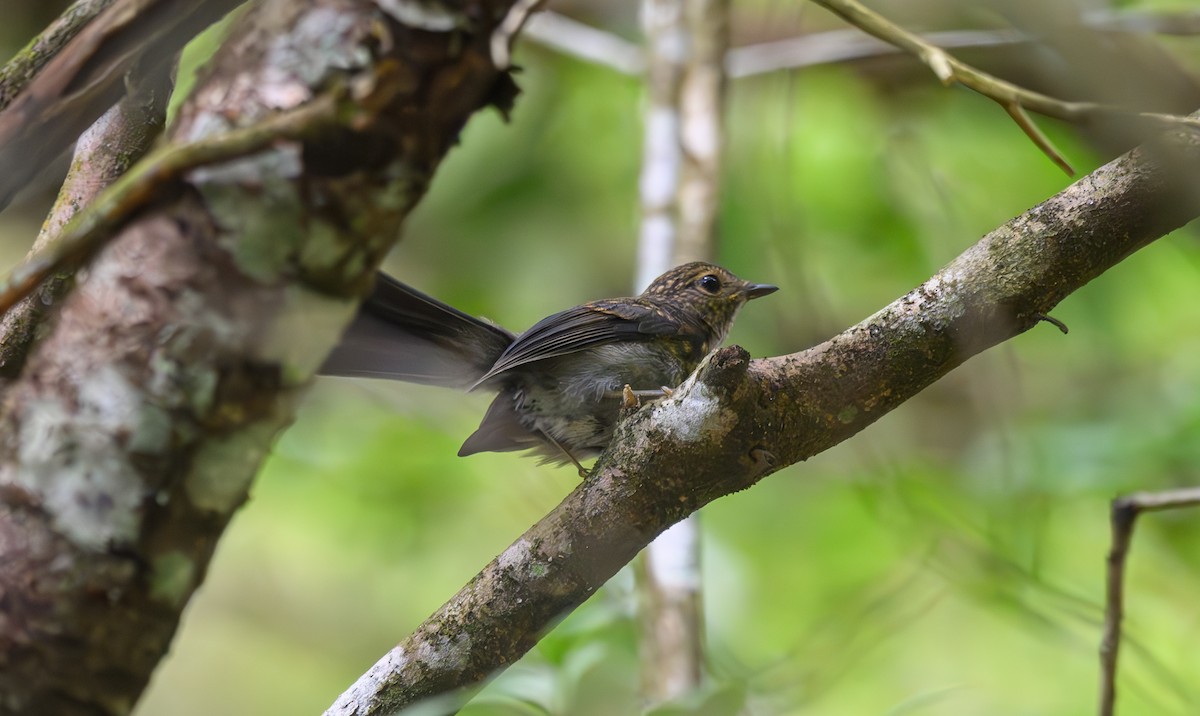 Small Niltava - ML641161784