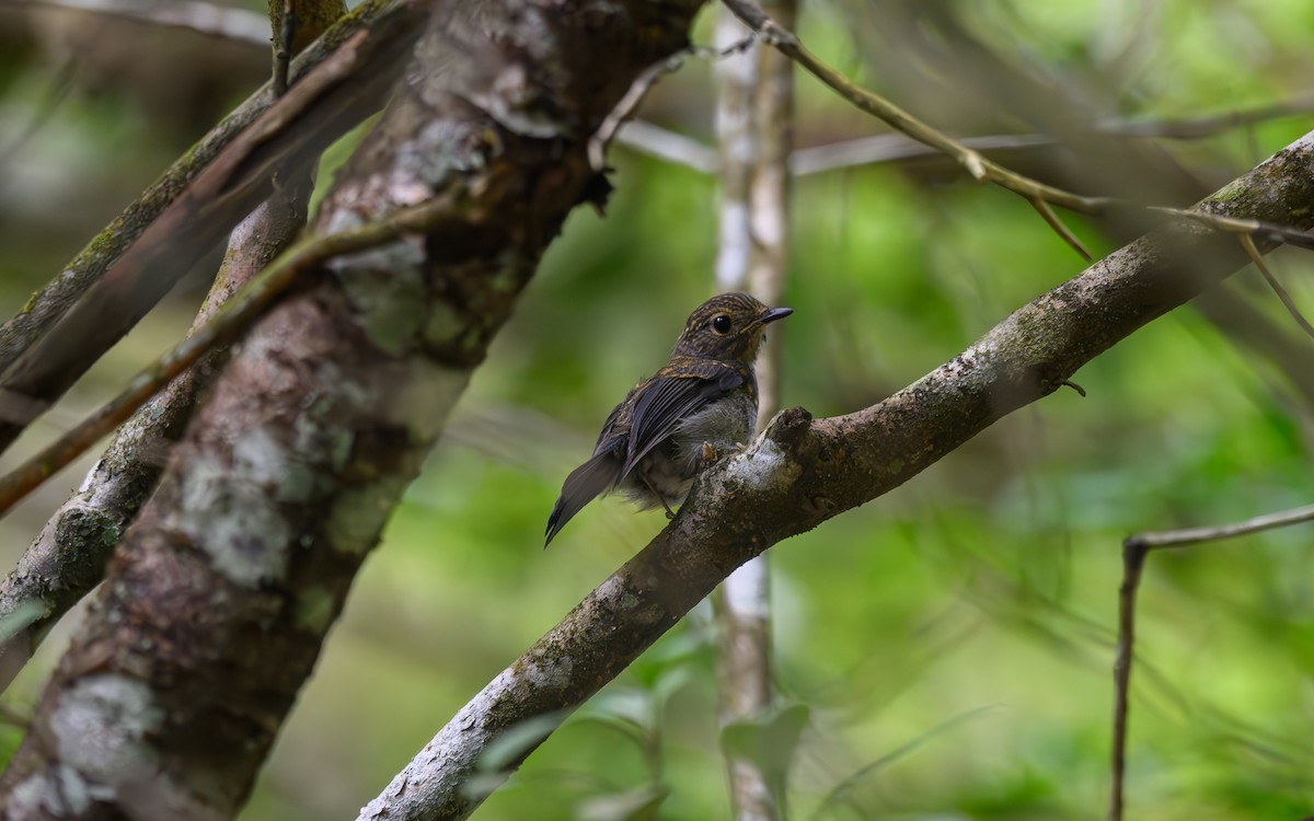 Small Niltava - ML641161785