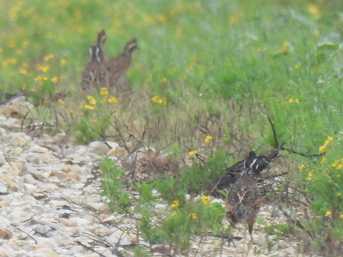 Northern Bobwhite - ML641161787