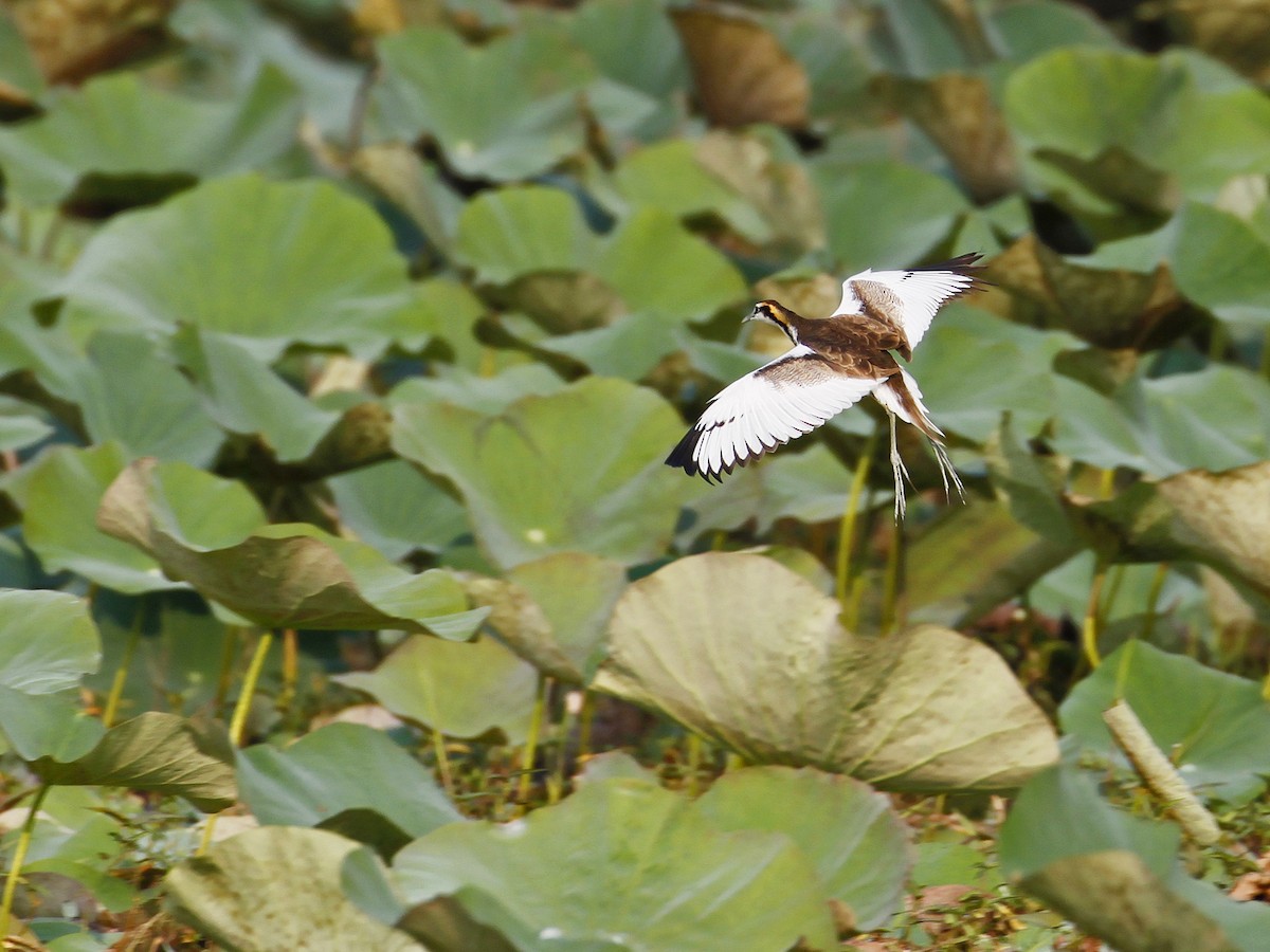 Pheasant-tailed Jacana - ML641161807