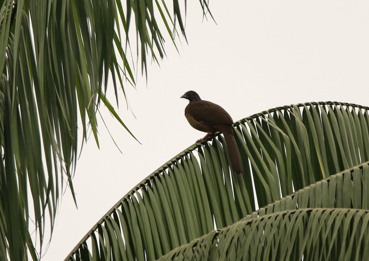 Speckled Chachalaca (Speckled) - ML641161809