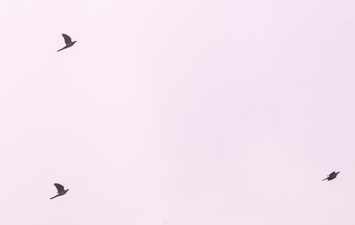 Barred Cuckoo-Dove - ML641161811