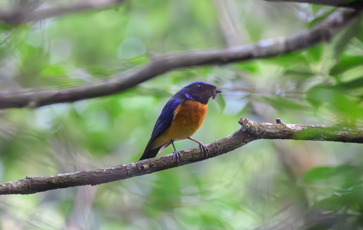 Davidblauschnäpper - ML641161864