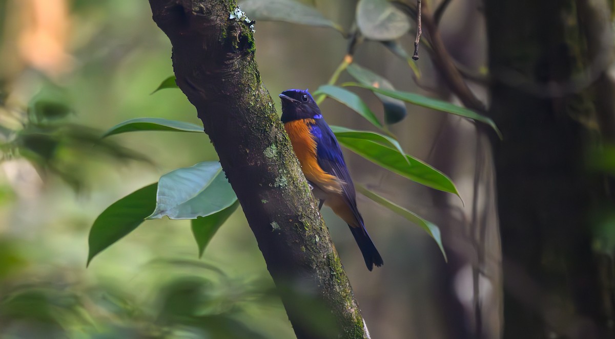 Davidblauschnäpper - ML641161865